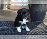 Small Photo #3 Miniature American Shepherd Puppy For Sale in DAWSON, GA, USA