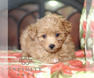 Jack-A-Poo Puppy for sale in KIRKWOOD, PA, USA