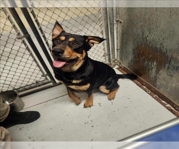 Medium Photo #1 Shepweiller Puppy For Sale in Conroe, TX, USA