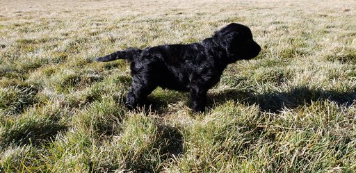 Medium Photo #2 Labradoodle Puppy For Sale in CO SPGS, CO, USA
