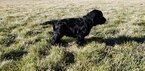 Small Photo #2 Labradoodle Puppy For Sale in CO SPGS, CO, USA