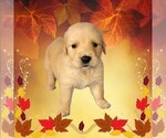 Small #11 Golden Retriever