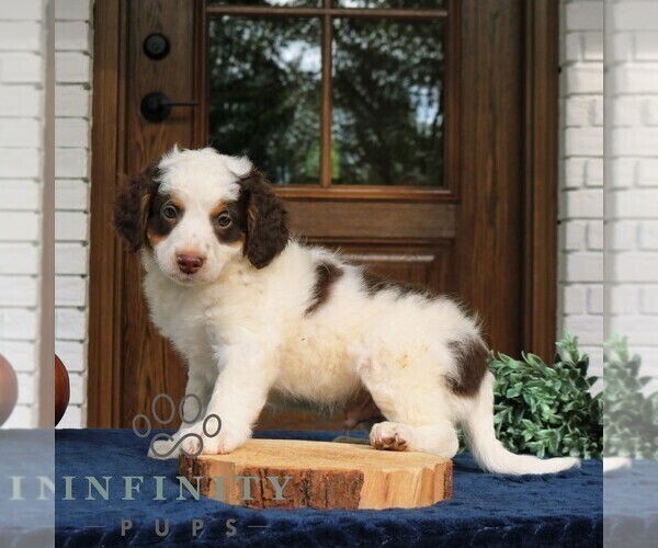 Medium Photo #3 Bernedoodle (Miniature) Puppy For Sale in LANCASTER, PA, USA