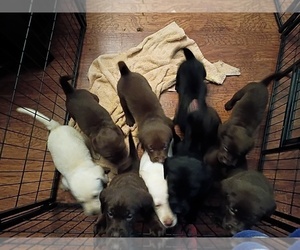 Labrador Retriever Puppy for sale in SALISBURY, MD, USA