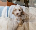 Small #2 Lhasa Apso