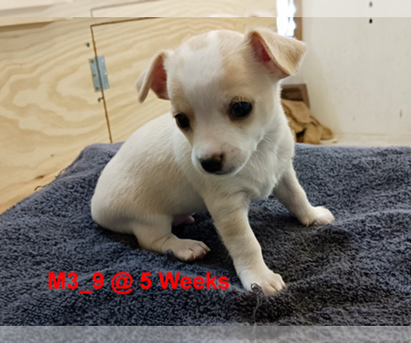 Medium Photo #1 Chihuahua Puppy For Sale in BELLE FOURCHE, SD, USA