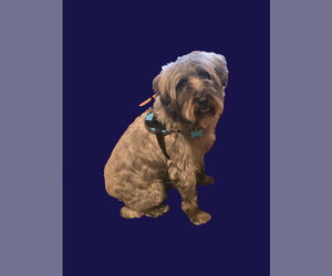 Mutt Dogs for adoption in Rosenberg, TX, USA