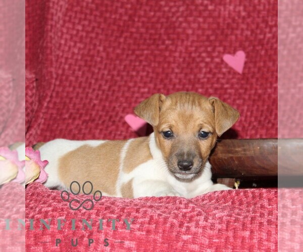 Medium Photo #4 Jack Russell Terrier Puppy For Sale in KIRKWOOD, PA, USA