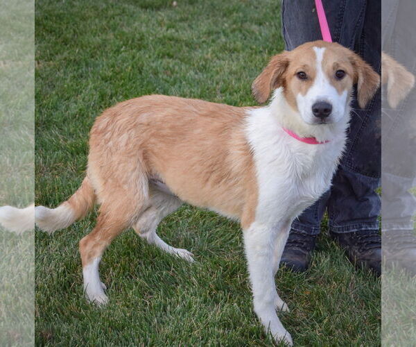 Medium Photo #2 Great Pyrenees-Unknown Mix Puppy For Sale in Huntley, IL, USA