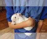 Image preview for Ad Listing. Nickname: Litter of 4