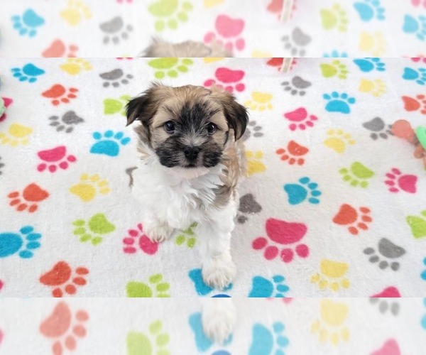 Medium Photo #6 Havashire Puppy For Sale in ORO VALLEY, AZ, USA