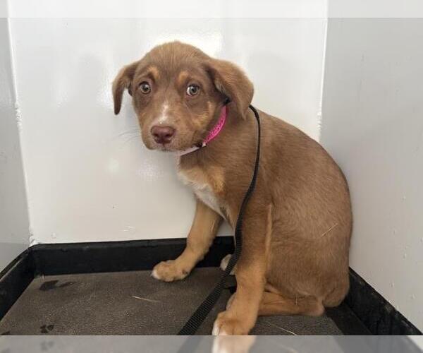 Medium Photo #1 German Shepherd Dog-Unknown Mix Puppy For Sale in Visalia, CA, USA