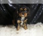 Small #4 Cavalier King Charles Spaniel