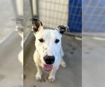 Small #1 Dalmatian Mix