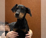 Small Doberman Pinscher