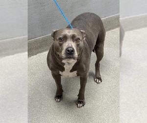 American Pit Bull Terrier-Unknown Mix Dogs for adoption in Las Vegas, NV, USA