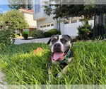 Small American Bulldog Mix