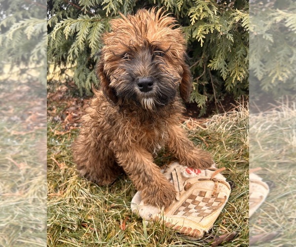 Medium Photo #1 Whoodle (Miniature) Puppy For Sale in MIDDLEBURY, IN, USA
