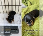 Small Photo #4 Dachshund Puppy For Sale in STONY CREEK, VA, USA