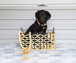 Puppy Ty Bernedoodle-Labrador Retriever Mix