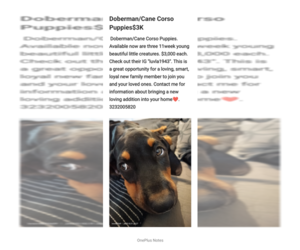 Cane Corso-Doberman Pinscher Mix Puppy for sale in LOS ANGELES, CA, USA