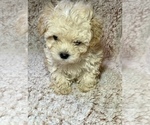 Small Photo #4 Maltipoo Puppy For Sale in ELKTON, KY, USA
