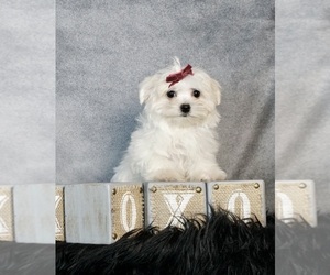 Maltese Dog for Adoption in WARSAW, Indiana USA