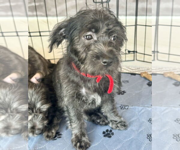 Medium Photo #6 Havanese-Unknown Mix Puppy For Sale in Newport Beach, CA, USA