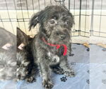 Small #5 Havanese Mix