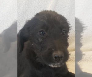 Bordoodle Puppy for sale in CLARKRANGE, TN, USA