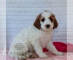 Small #5 Goldendoodle (Miniature)
