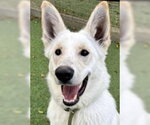 Ghost - Male - Mix Dog for Adoption - Small photo