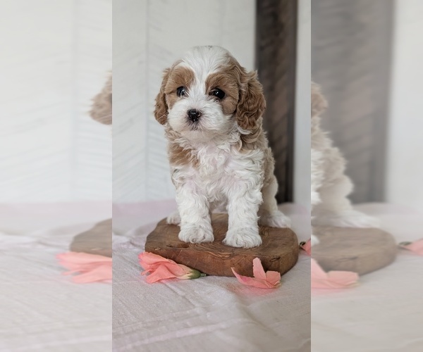 Medium Photo #32 Cavapoo (Miniature) Puppy For Sale in GOSHEN, IN, USA