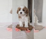 Small Photo #32 Cavapoo (Miniature) Puppy For Sale in GOSHEN, IN, USA