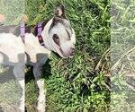 Small Photo #14 Labrador Retriever-Unknown Mix Puppy For Sale in Rockaway, NJ, USA