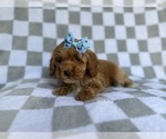 Small #2 Cockapoo (Miniature)