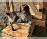 Small #1 German Wirehaired Pointer