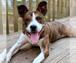 Kirby - Male Basenji-Unknown Mix Dog for Adoption - Small photo