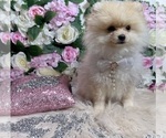 Small Photo #95 Pomeranian Puppy For Sale in HAYWARD, CA, USA