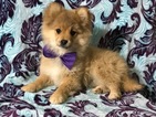 Small Photo #12 Pom-Shi Puppy For Sale in HONEY BROOK, PA, USA
