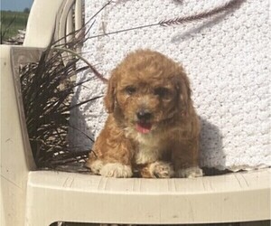 Cavachon Puppy for sale in THORP, WI, USA