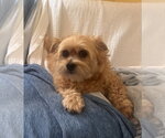Small #2 Shih Tzu Mix
