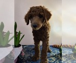 Small Photo #3 Poodle (Standard) Puppy For Sale in JOPLIN, MO, USA