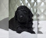 Small #1 Poodle (Standard)