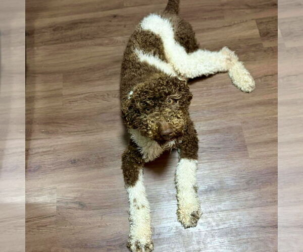 Medium Photo #3 Poodle (Standard)-Unknown Mix Puppy For Sale in Spring Lake, NC, USA
