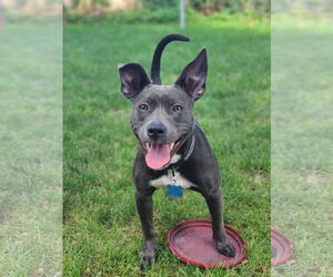 American Staffordshire Terrier-Unknown Mix Dogs for adoption in Minneapolis, MN, USA