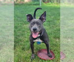Small American Staffordshire Terrier Mix