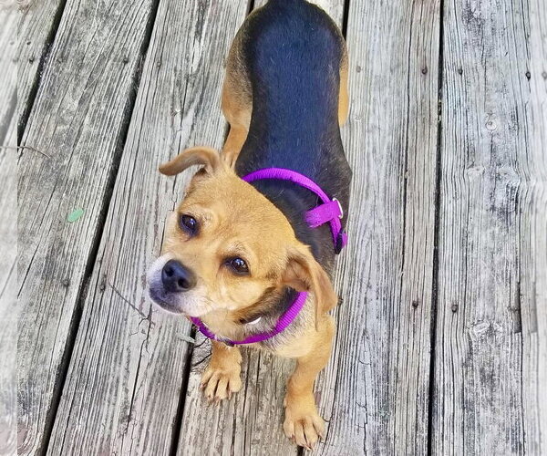 Medium Photo #3 Beagle-Unknown Mix Puppy For Sale in Mount Laurel, NJ, USA