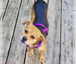Small #2 Beagle Mix