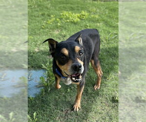 English Bullweiler Dogs for adoption in Temple, TX, USA